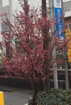 彼岸桜 ~クローバーミニガーデンより~